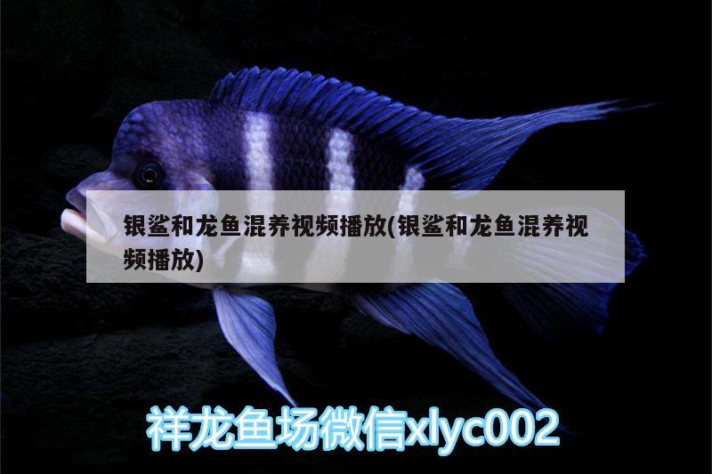 銀鯊和龍魚混養(yǎng)視頻播放(銀鯊和龍魚混養(yǎng)視頻播放) BD魟魚