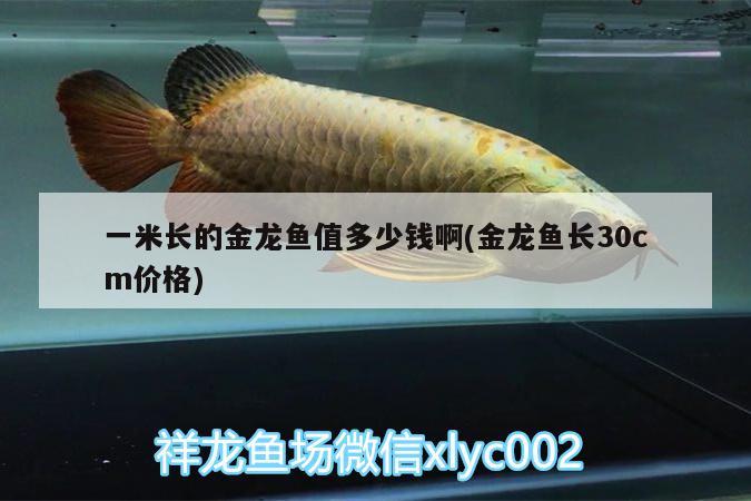 一米長(zhǎng)的金龍魚值多少錢啊(金龍魚長(zhǎng)30cm價(jià)格)