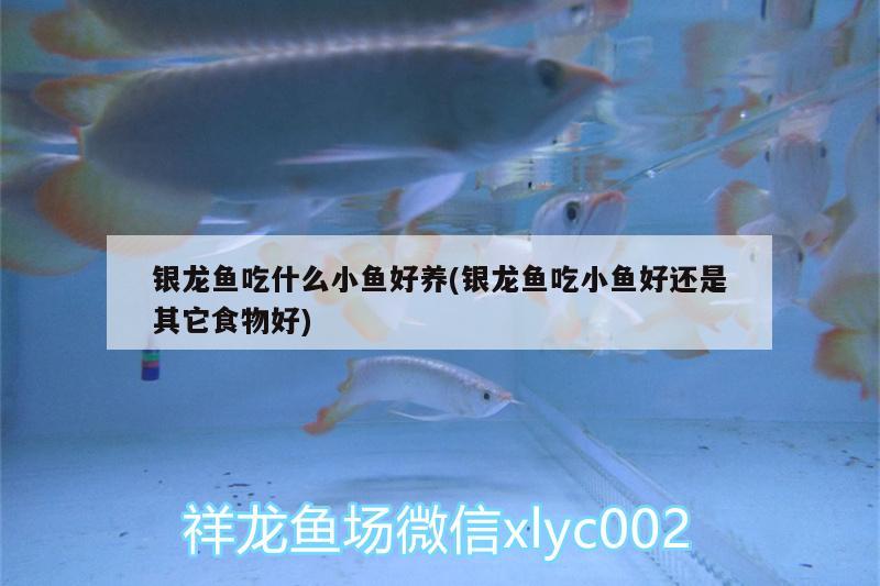 銀龍魚吃什么小魚好養(yǎng)(銀龍魚吃小魚好還是其它食物好)