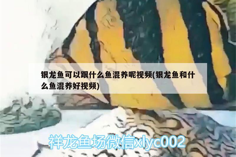 銀龍魚可以跟什么魚混養(yǎng)呢視頻(銀龍魚和什么魚混養(yǎng)好視頻)