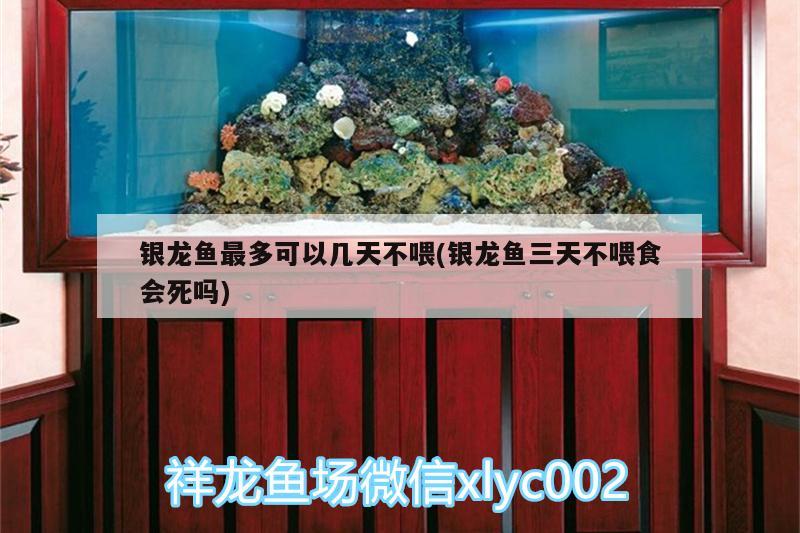 銀龍魚最多可以幾天不喂(銀龍魚三天不喂食會死嗎)