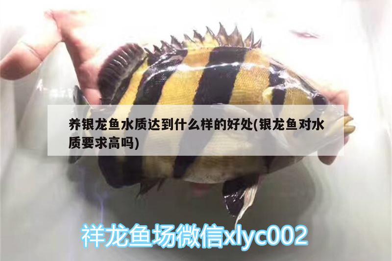 養(yǎng)銀龍魚水質(zhì)達到什么樣的好處(銀龍魚對水質(zhì)要求高嗎) 銀龍魚百科 第1張