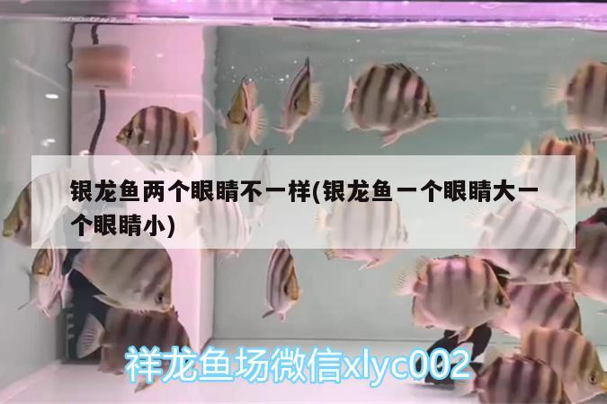 銀龍魚兩個(gè)眼睛不一樣(銀龍魚一個(gè)眼睛大一個(gè)眼睛小) 銀龍魚