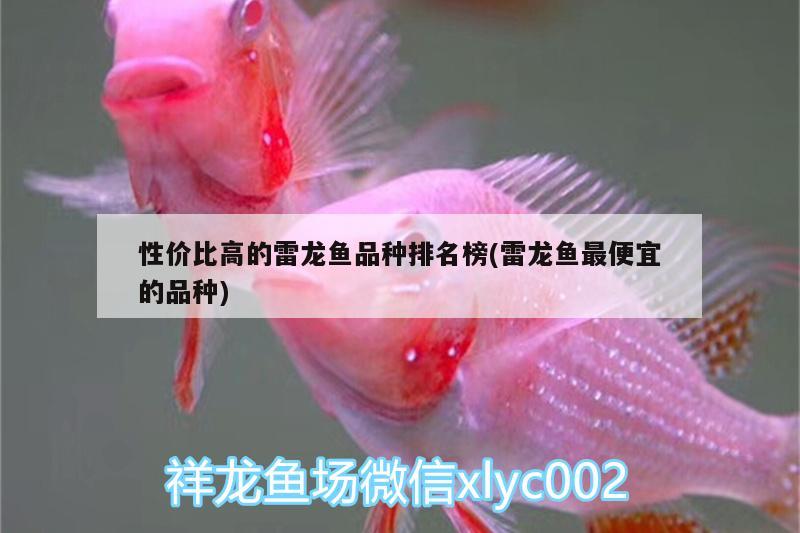 性價比高的雷龍魚品種排名榜(雷龍魚最便宜的品種)