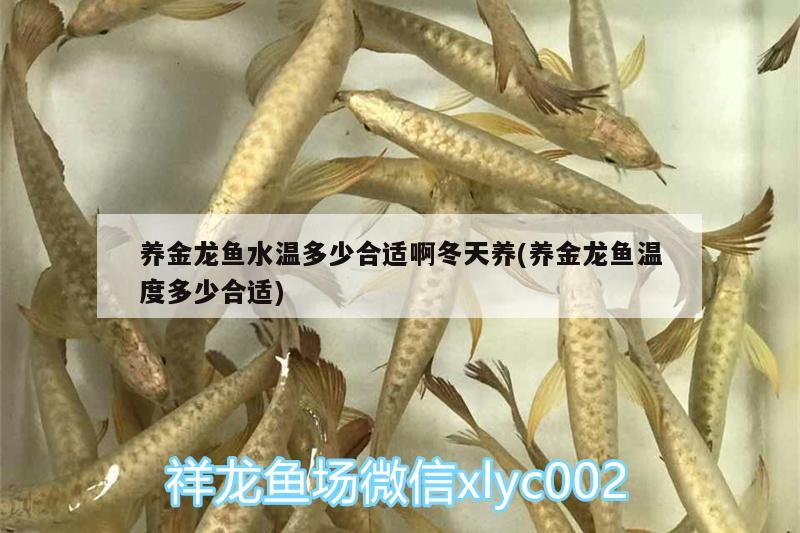 養(yǎng)金龍魚水溫多少合適啊冬天養(yǎng)(養(yǎng)金龍魚溫度多少合適)