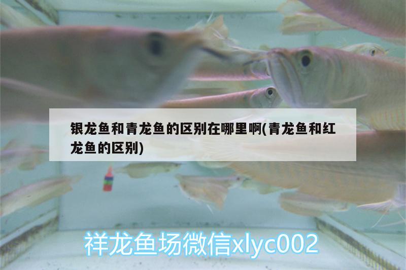 銀龍魚和青龍魚的區(qū)別在哪里啊(青龍魚和紅龍魚的區(qū)別)