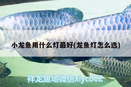 小龍魚用什么燈最好(龍魚燈怎么選) 野彩魚 第2張