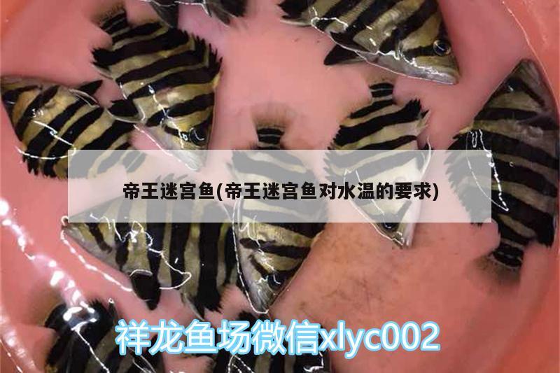 帝王迷宮魚(帝王迷宮魚對水溫的要求)