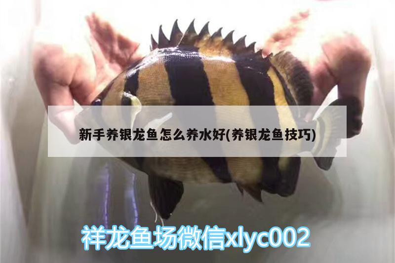 新手養(yǎng)銀龍魚怎么養(yǎng)水好(養(yǎng)銀龍魚技巧) 銀龍魚百科