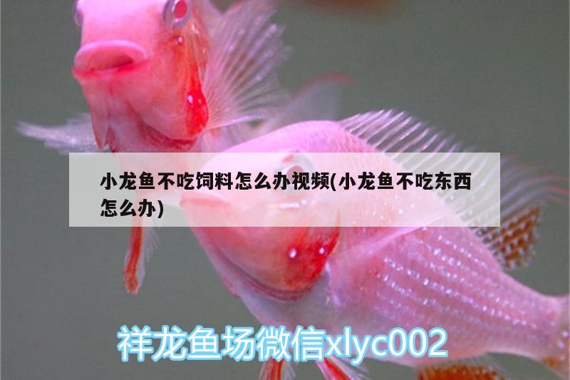 小龍魚不吃飼料怎么辦視頻(小龍魚不吃東西怎么辦) 蝴蝶鯉