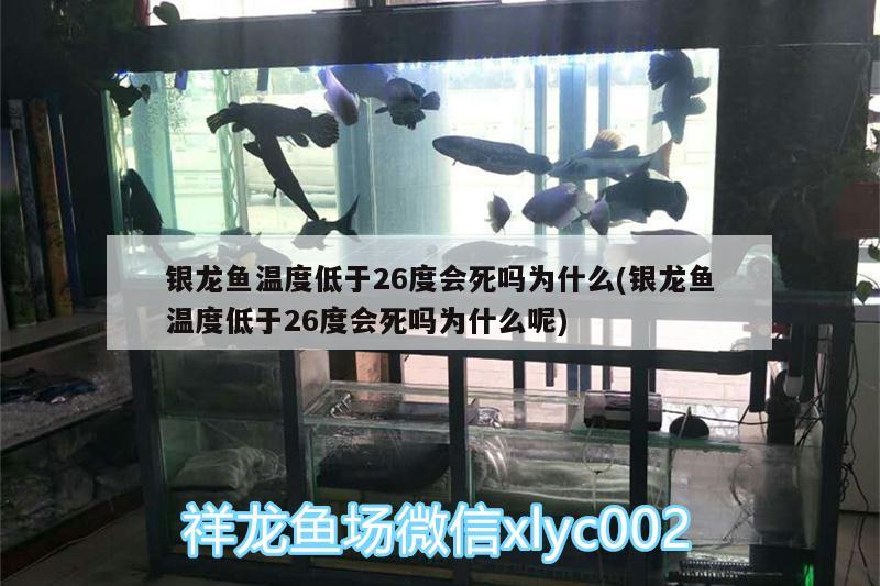 銀龍魚溫度低于26度會死嗎為什么(銀龍魚溫度低于26度會死嗎為什么呢)