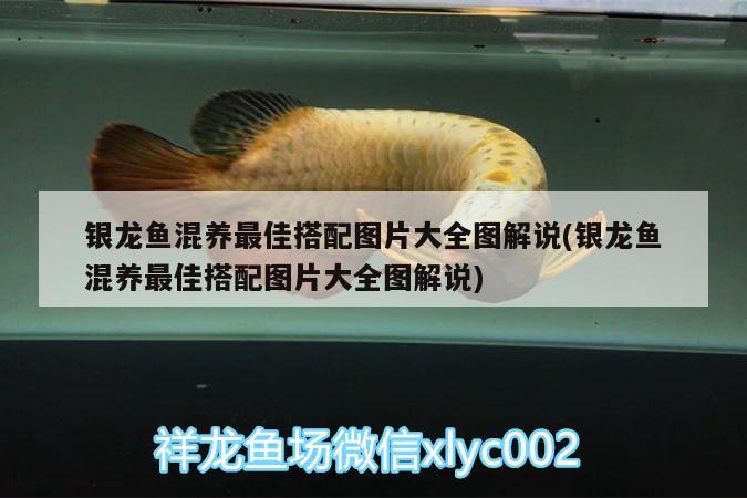 銀龍魚混養(yǎng)最佳搭配圖片大全圖解說(銀龍魚混養(yǎng)最佳搭配圖片大全圖解說)