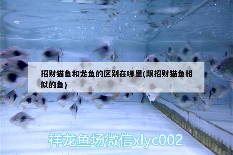 招財(cái)貓魚(yú)和龍魚(yú)的區(qū)別在哪里(跟招財(cái)貓魚(yú)相似的魚(yú)) 養(yǎng)魚(yú)知識(shí)