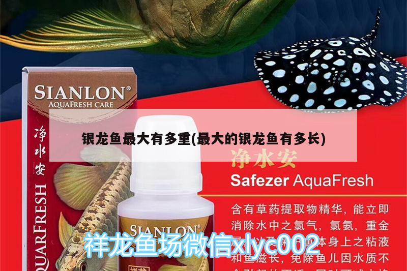 銀龍魚最大有多重(最大的銀龍魚有多長(zhǎng)) 銀龍魚