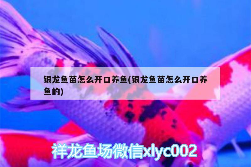 銀龍魚苗怎么開口養(yǎng)魚(銀龍魚苗怎么開口養(yǎng)魚的)