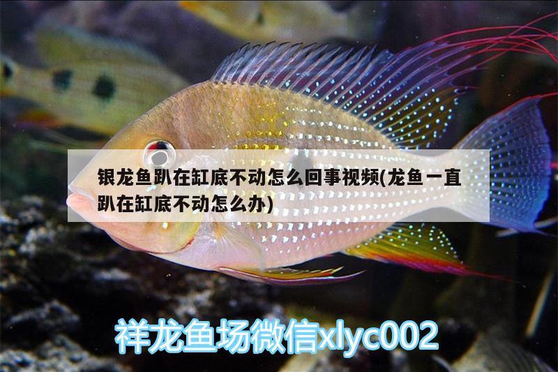 銀龍魚趴在缸底不動怎么回事視頻(龍魚一直趴在缸底不動怎么辦) 銀龍魚