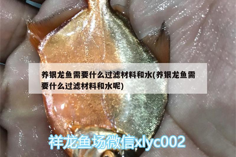 養(yǎng)銀龍魚需要什么過濾材料和水(養(yǎng)銀龍魚需要什么過濾材料和水呢)