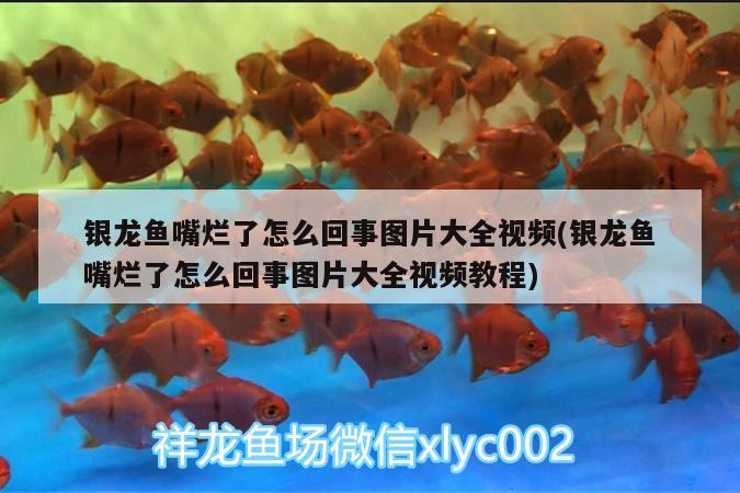 銀龍魚嘴爛了怎么回事圖片大全視頻(銀龍魚嘴爛了怎么回事圖片大全視頻教程) 銀龍魚百科