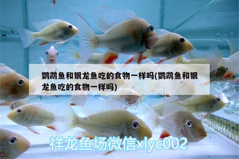 鸚鵡魚和銀龍魚吃的食物一樣嗎(鸚鵡魚和銀龍魚吃的食物一樣嗎) 鸚鵡魚