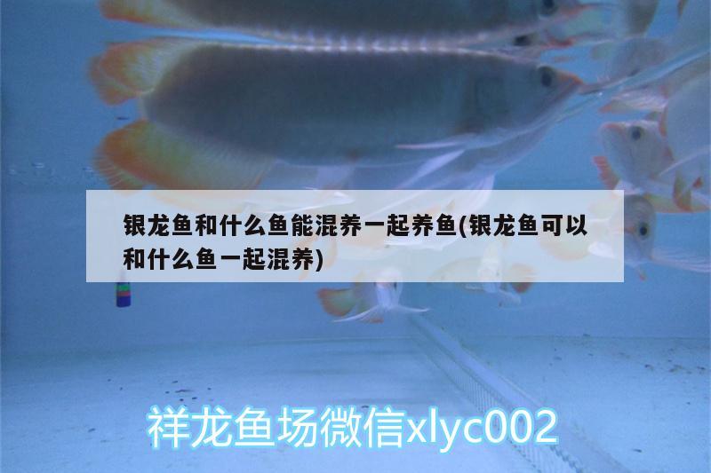 銀龍魚和什么魚能混養(yǎng)一起養(yǎng)魚(銀龍魚可以和什么魚一起混養(yǎng)) 銀龍魚百科