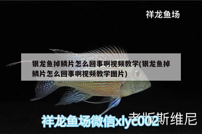 銀龍魚掉鱗片怎么回事啊視頻教學(銀龍魚掉鱗片怎么回事啊視頻教學圖片) 銀龍魚