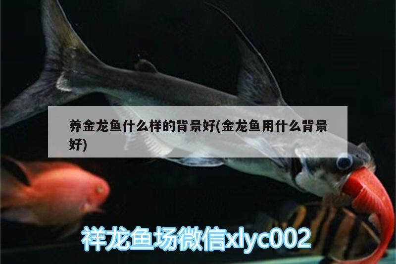 養(yǎng)金龍魚什么樣的背景好(金龍魚用什么背景好) 祥龍龍魚專用水族燈