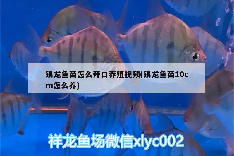 銀龍魚苗怎么開口養(yǎng)殖視頻(銀龍魚苗10cm怎么養(yǎng)) 銀龍魚