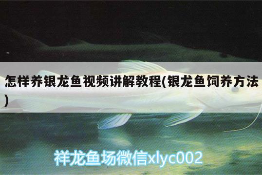 怎樣養(yǎng)銀龍魚視頻講解教程(銀龍魚飼養(yǎng)方法)