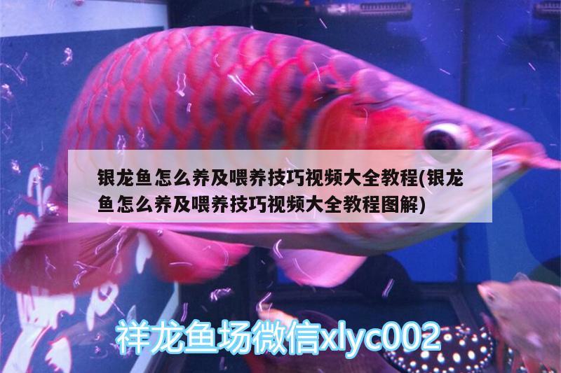 銀龍魚(yú)怎么養(yǎng)及喂養(yǎng)技巧視頻大全教程(銀龍魚(yú)怎么養(yǎng)及喂養(yǎng)技巧視頻大全教程圖解) 銀龍魚(yú)