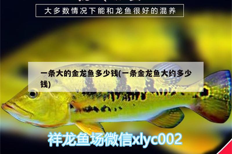 一條大的金龍魚多少錢(一條金龍魚大約多少錢)