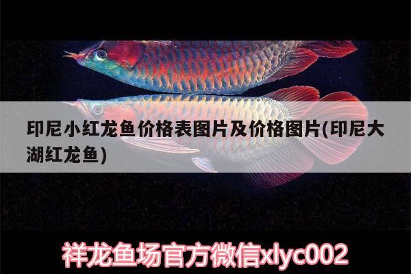 印尼小紅龍魚價格表圖片及價格圖片(印尼大湖紅龍魚)