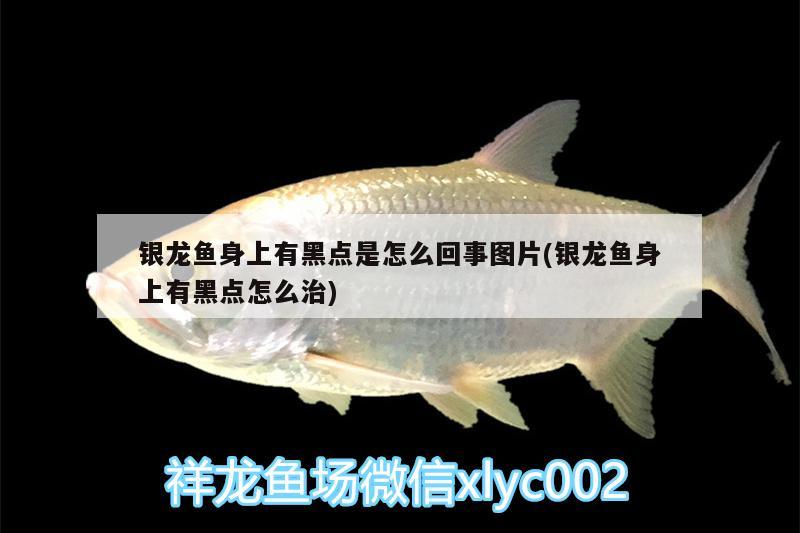 銀龍魚(yú)身上有黑點(diǎn)是怎么回事圖片(銀龍魚(yú)身上有黑點(diǎn)怎么治) 銀龍魚(yú)百科