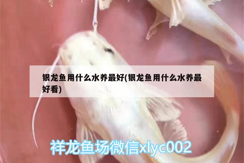 銀龍魚用什么水養(yǎng)最好(銀龍魚用什么水養(yǎng)最好看) 銀龍魚百科