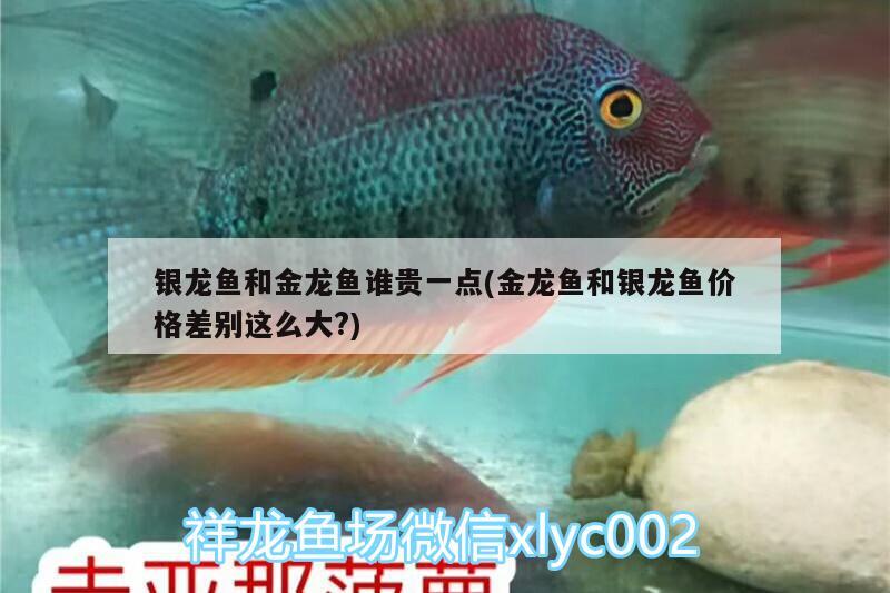 銀龍魚和金龍魚誰貴一點(金龍魚和銀龍魚價格差別這么大?) 銀龍魚