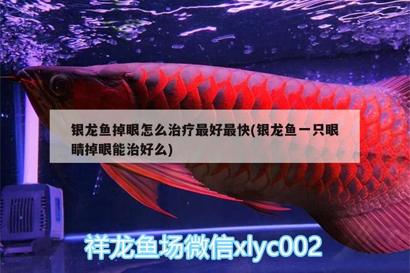 銀龍魚(yú)掉眼怎么治療最好最快(銀龍魚(yú)一只眼睛掉眼能治好么)