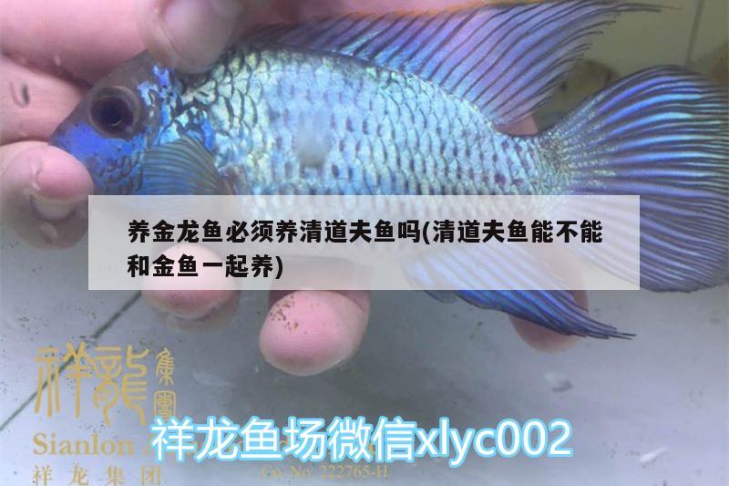 養(yǎng)金龍魚必須養(yǎng)清道夫魚嗎(清道夫魚能不能和金魚一起養(yǎng)) 紅眼黃化幽靈火箭魚|皇家火箭魚