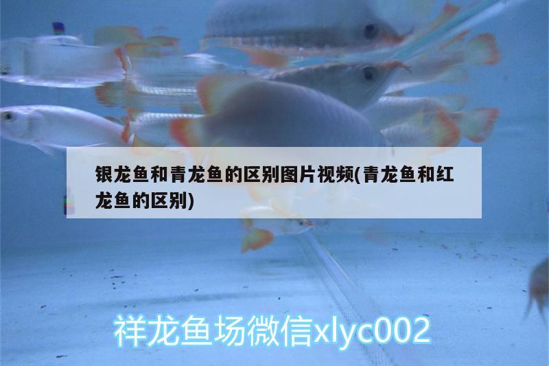 銀龍魚和青龍魚的區(qū)別圖片視頻(青龍魚和紅龍魚的區(qū)別) 青龍魚