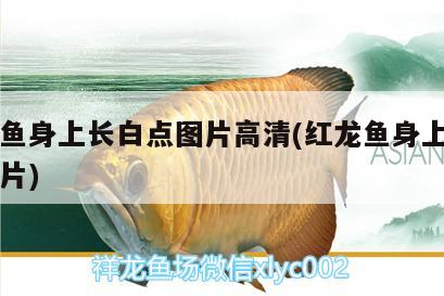 銀龍魚身上長(zhǎng)白點(diǎn)圖片高清(紅龍魚身上有白點(diǎn)圖片) 銀龍魚