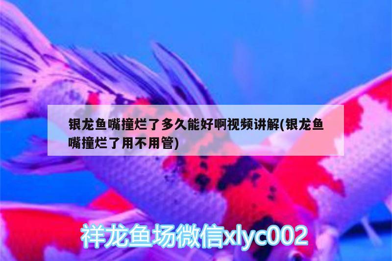 銀龍魚(yú)嘴撞爛了多久能好啊視頻講解(銀龍魚(yú)嘴撞爛了用不用管) 銀龍魚(yú)百科