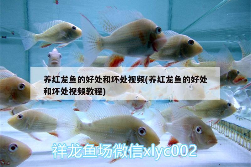 養(yǎng)紅龍魚的好處和壞處視頻(養(yǎng)紅龍魚的好處和壞處視頻教程) 泰龐海鰱魚