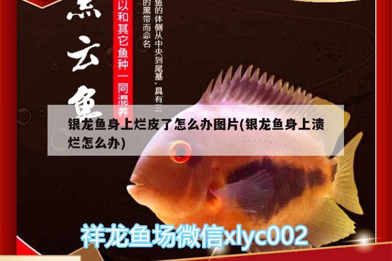 銀龍魚身上爛皮了怎么辦圖片(銀龍魚身上潰爛怎么辦) 銀龍魚百科