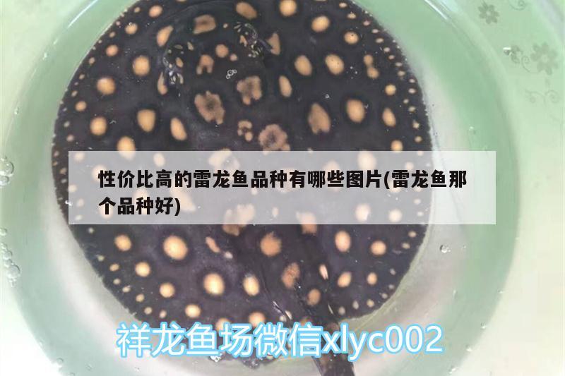 性價(jià)比高的雷龍魚品種有哪些圖片(雷龍魚那個(gè)品種好) 財(cái)神鸚鵡魚