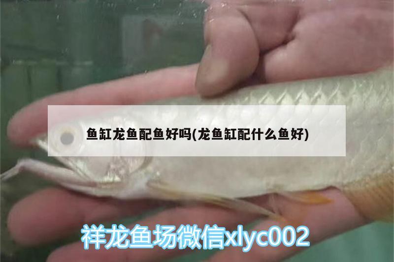 魚缸龍魚配魚好嗎(龍魚缸配什么魚好)