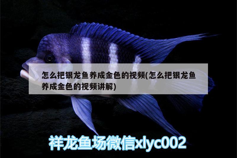 怎么把銀龍魚養(yǎng)成金色的視頻(怎么把銀龍魚養(yǎng)成金色的視頻講解) 銀龍魚