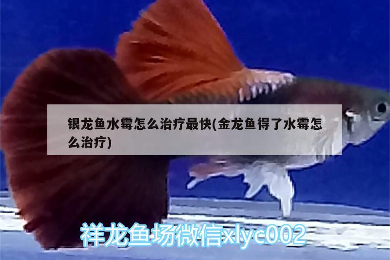 銀龍魚水霉怎么治療最快(金龍魚得了水霉怎么治療) 銀龍魚百科