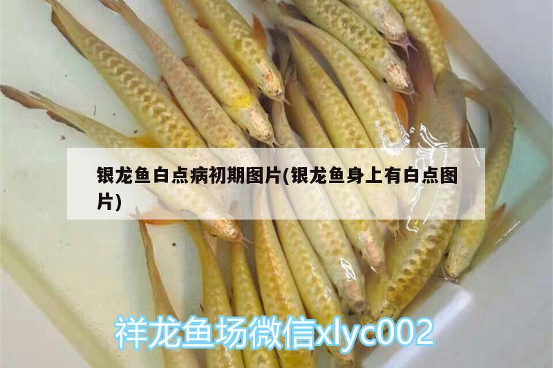 銀龍魚白點(diǎn)病初期圖片(銀龍魚身上有白點(diǎn)圖片)