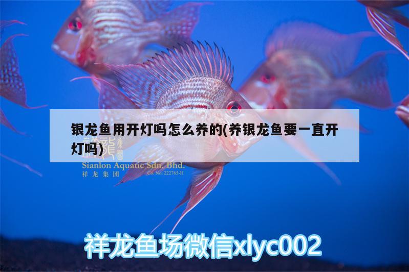 銀龍魚用開燈嗎怎么養(yǎng)的(養(yǎng)銀龍魚要一直開燈嗎)