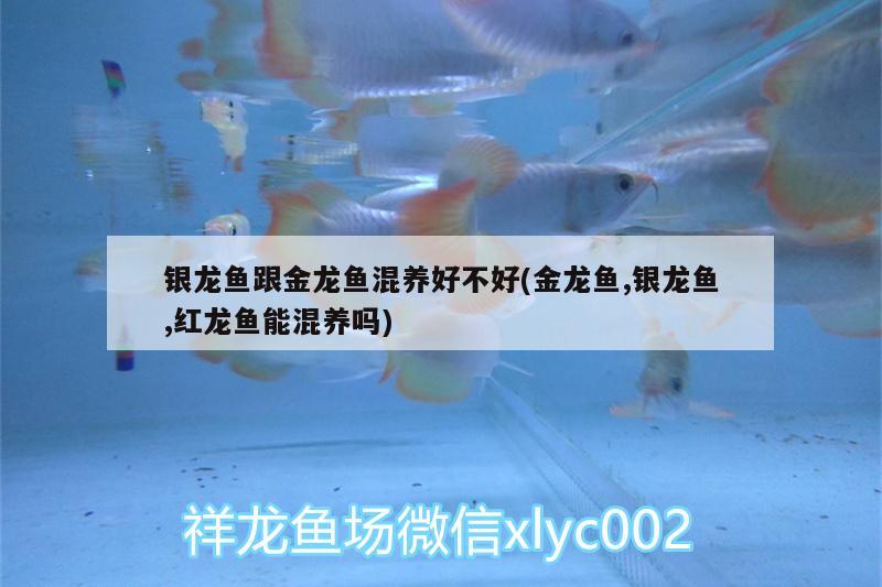 銀龍魚(yú)跟金龍魚(yú)混養(yǎng)好不好(金龍魚(yú),銀龍魚(yú),紅龍魚(yú)能混養(yǎng)嗎)