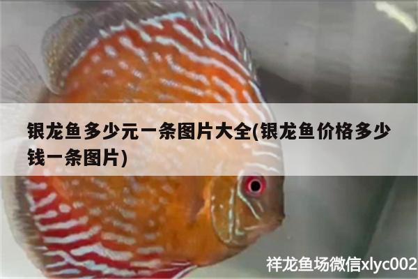 銀龍魚多少元一條圖片大全(銀龍魚價格多少錢一條圖片) 銀龍魚百科