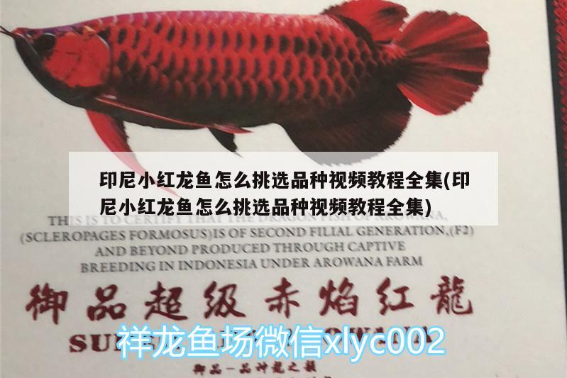 印尼小紅龍魚(yú)怎么挑選品種視頻教程全集(印尼小紅龍魚(yú)怎么挑選品種視頻教程全集) 印尼小紅龍